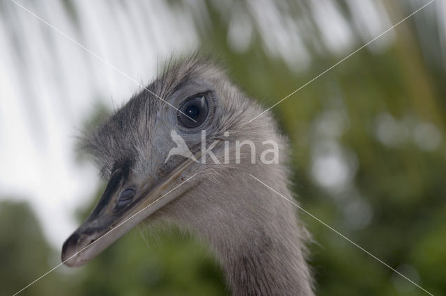 Greater Rhea (Rhea americana)