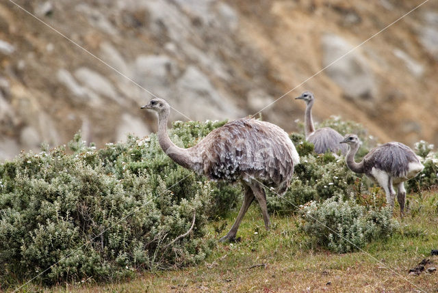 Nandoe (Rhea americana)