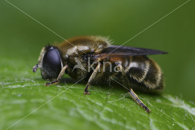 Narcisvlieg (Merodon sp)