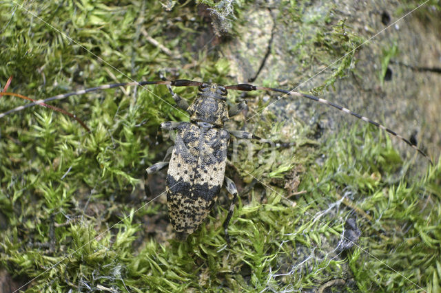 Nevelvlekbok (Leiopus nebulosus)