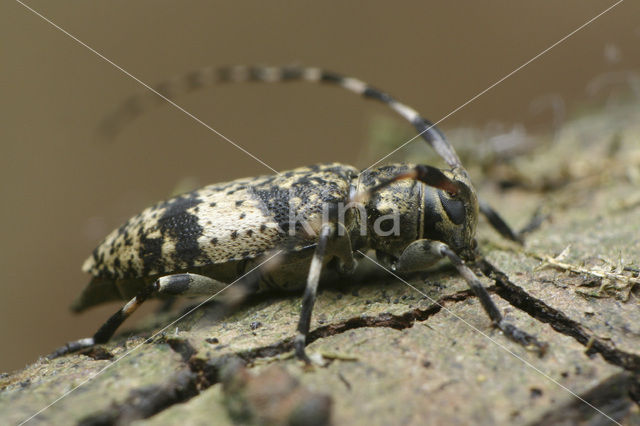 Nevelvlekbok (Leiopus nebulosus)