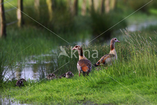 Egyptian Goose (Alopochen aegyptiaca)