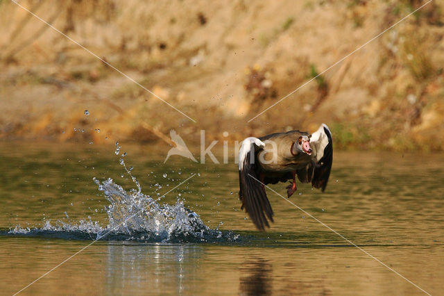 Egyptian Goose (Alopochen aegyptiaca)