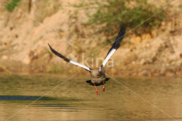 Egyptian Goose (Alopochen aegyptiaca)