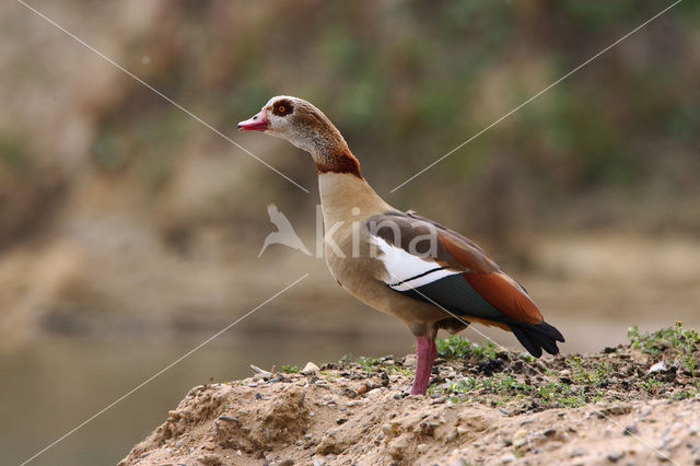 Egyptian Goose (Alopochen aegyptiaca)