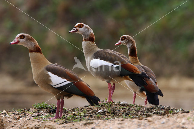 Egyptian Goose (Alopochen aegyptiaca)