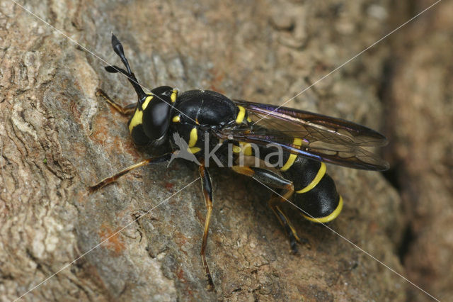 Ceriana conopsoides