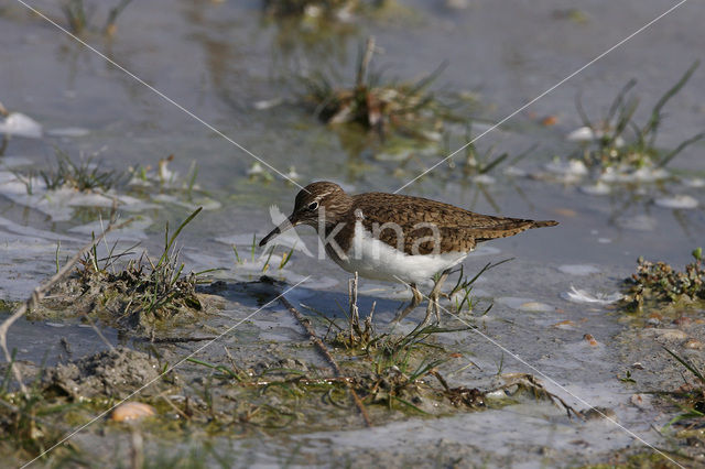 Common Sandpiper (Actitis hypoleucos)