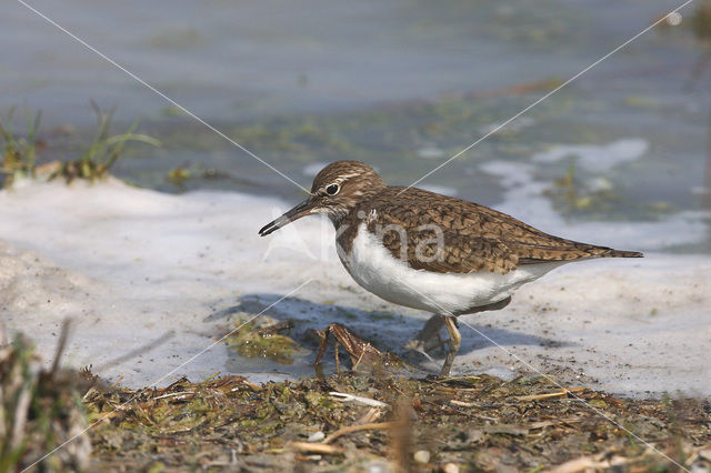 Oeverloper (Actitis hypoleucos)