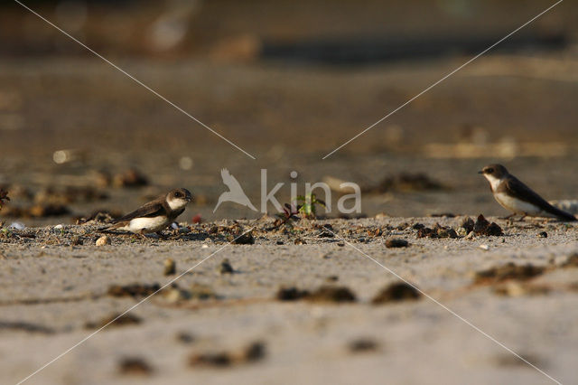 Oeverzwaluw (Riparia riparia)
