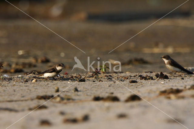 Bank Swallow (Riparia riparia)