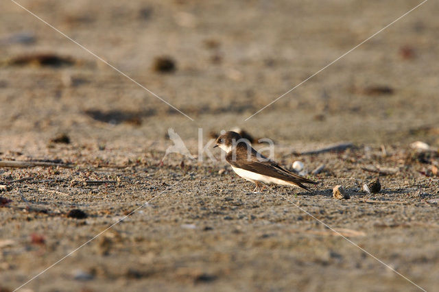 Bank Swallow (Riparia riparia)