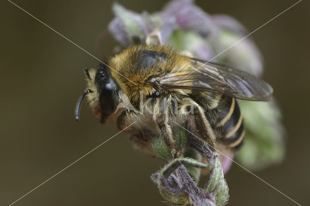 Ogentroostdikpoot (Melitta tricincta)