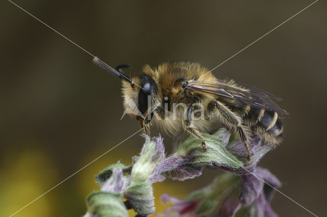 Ogentroostdikpoot (Melitta tricincta)