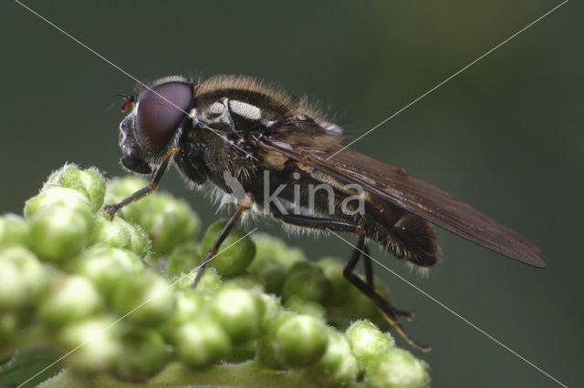 Cheilosia barbata