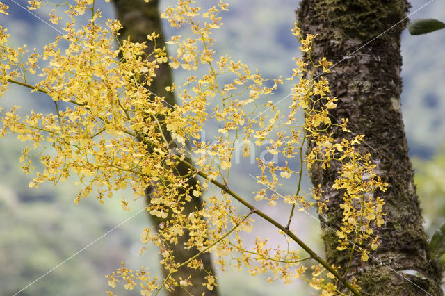 Orchidee (Oncidium spec.)