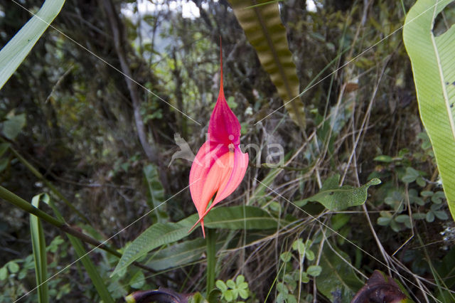 Orchidee (Masdevallia spec.)