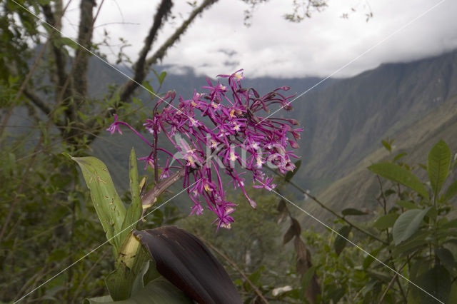 Orchid (Epidendrum sp.)
