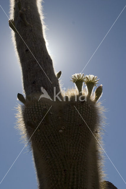 Orgelpijpcactus (Stenocereus thurberi)