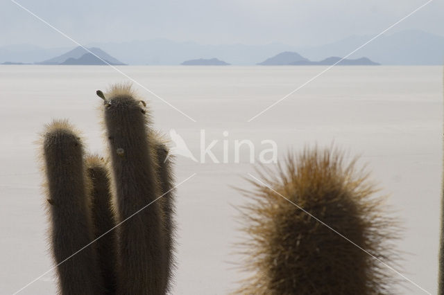 Organ Pipe Cactus (Stenocereus thurberi)