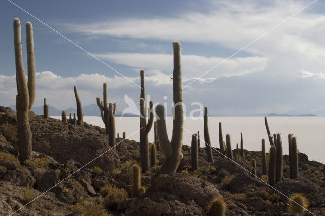 Organ Pipe Cactus (Stenocereus thurberi)