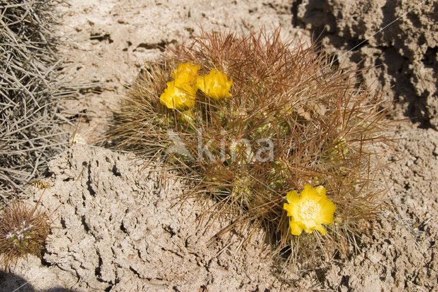 Organ Pipe Cactus (Stenocereus thurberi)