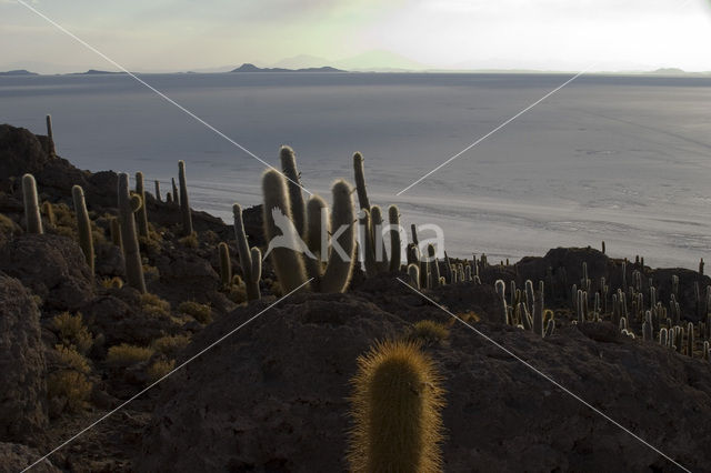 Orgelpijpcactus (Stenocereus thurberi)