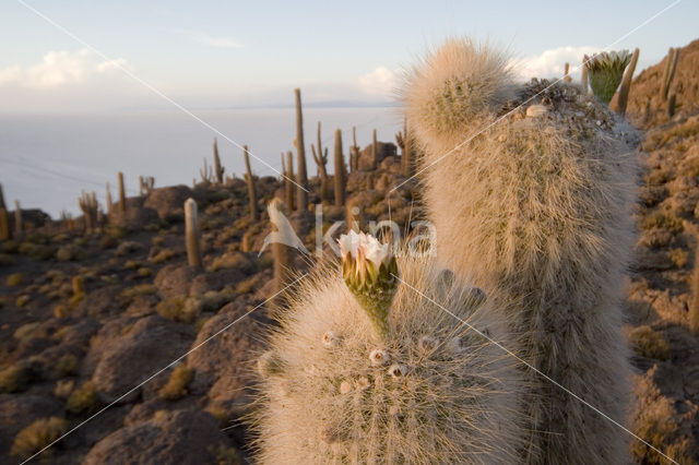Organ Pipe Cactus (Stenocereus thurberi)
