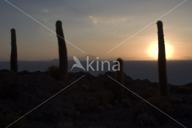 Organ Pipe Cactus (Stenocereus thurberi)