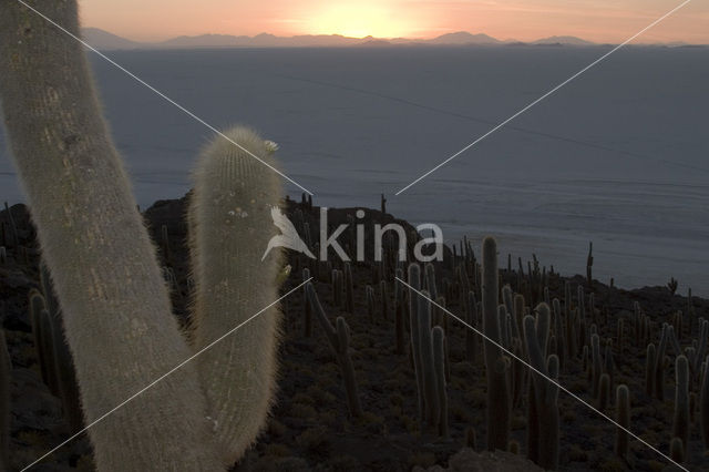 Organ Pipe Cactus (Stenocereus thurberi)