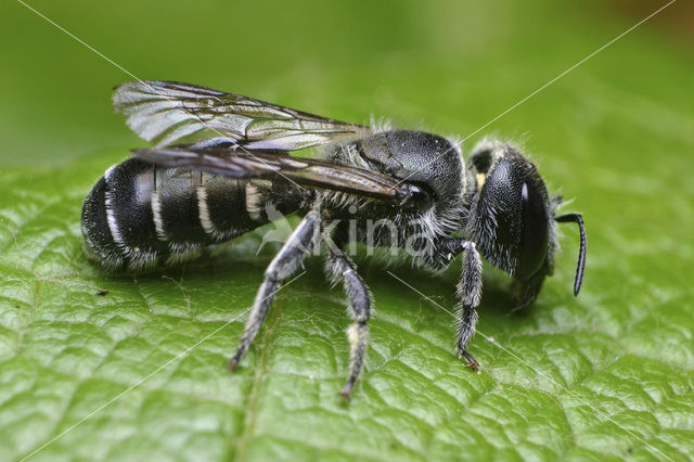 Osmia cephalotes longiceps