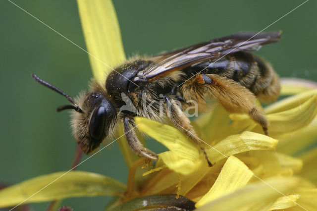 Paardenbloembij (Andrena humilis)