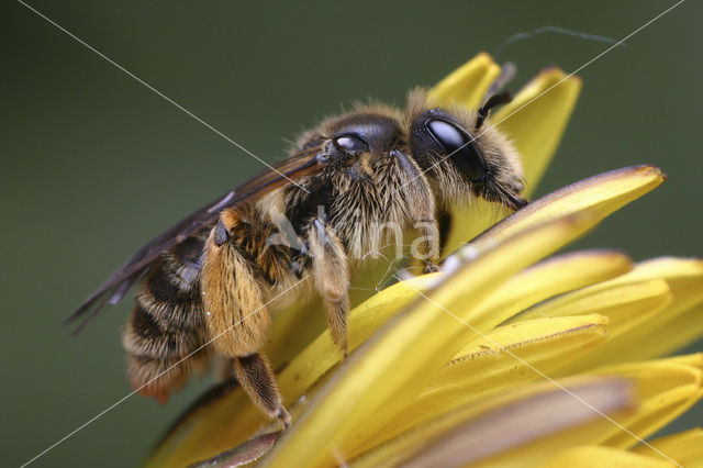 Paardenbloembij (Andrena humilis)