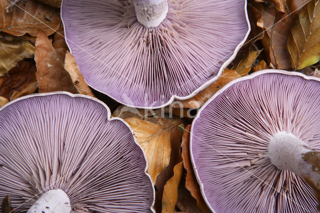 Wood blewit (Lepista nuda)