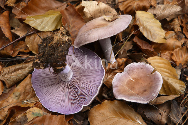 Paarse schijnridderzwam (Lepista nuda)