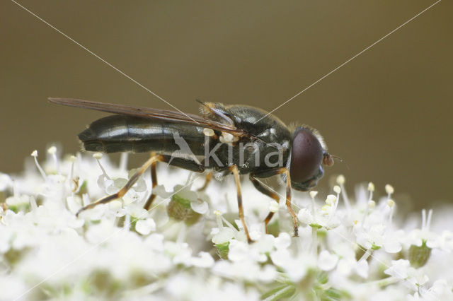 Cheilosia scutellata