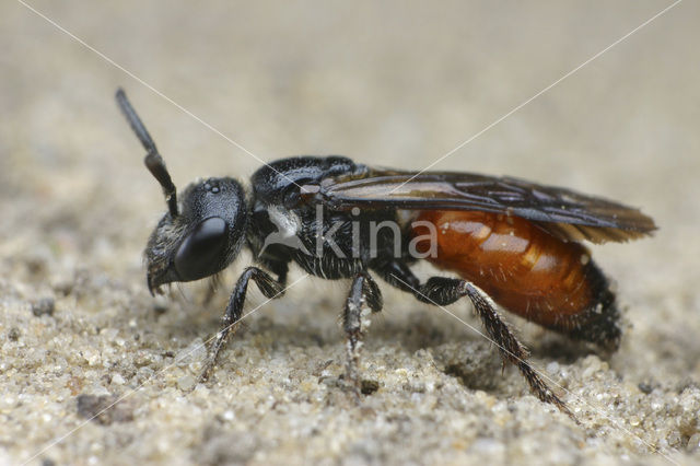 Pantserbloedbij (Sphecodes gibbus)