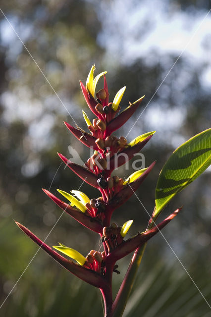 Paradijsvogelbloem (Strelitzia reginae)