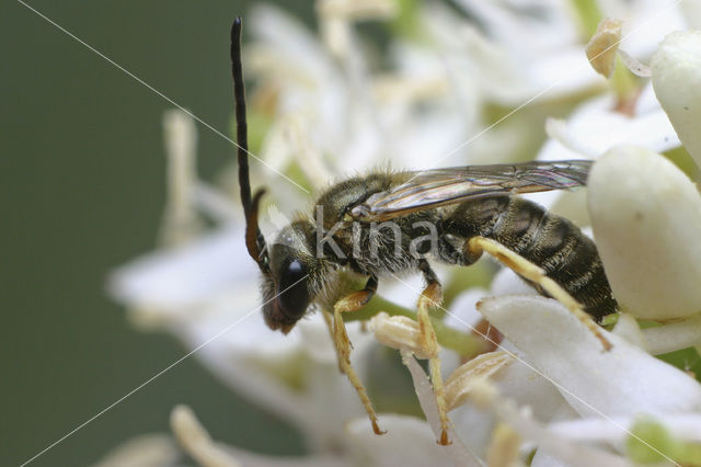 Parkbronsgroefbij (Halictus tumulorum)