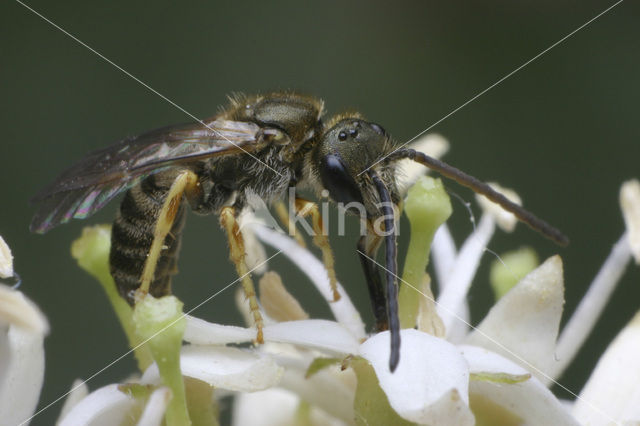 Parkbronsgroefbij (Halictus tumulorum)