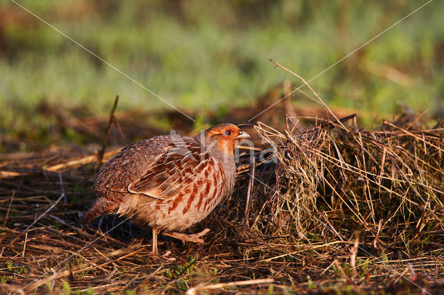 Grey Partridge (Perdix perdix)