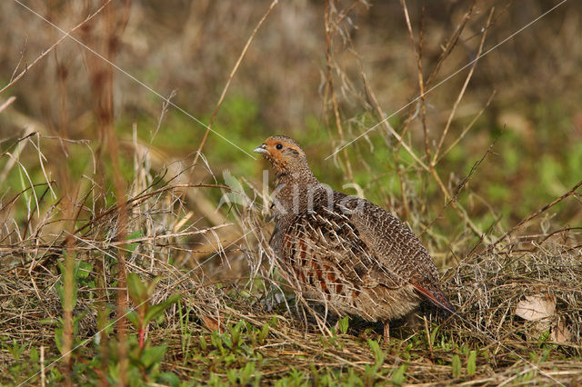 Grey Partridge (Perdix perdix)