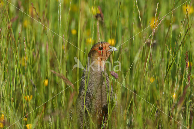 Patrijs (Perdix perdix)