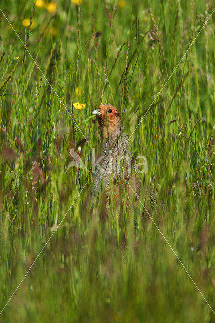 Grey Partridge (Perdix perdix)