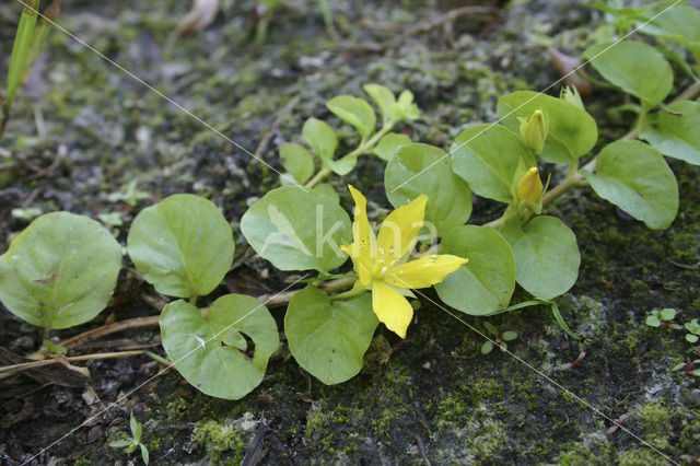 Penningkruid (Lysimachia nummularia)