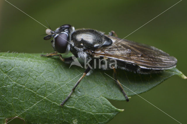 Hoverfly (Pipiza sp.)