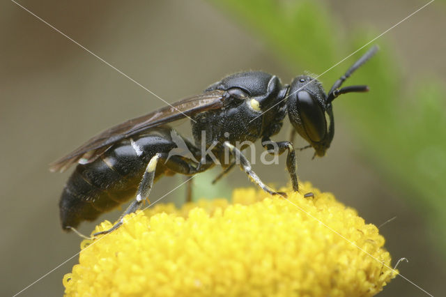 Hylaeus confusus