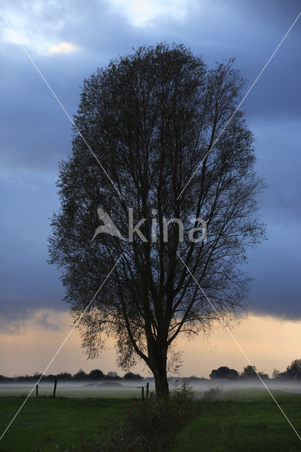 Poplar (Populus spec.)