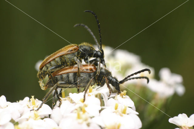 Pseudovadonia livida