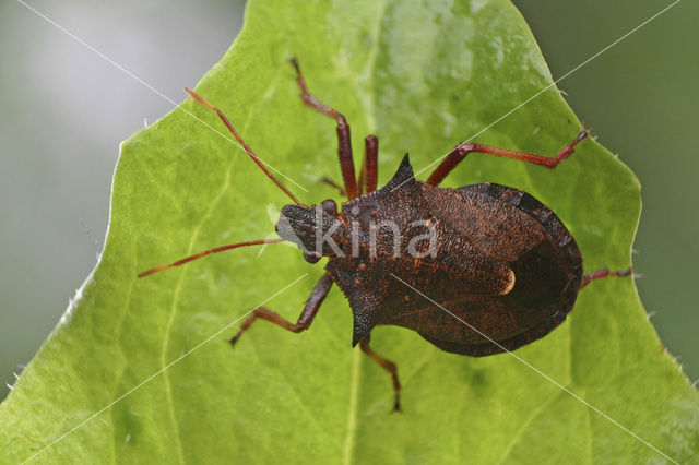 Puntschouderwants (Picromerus bidens)
